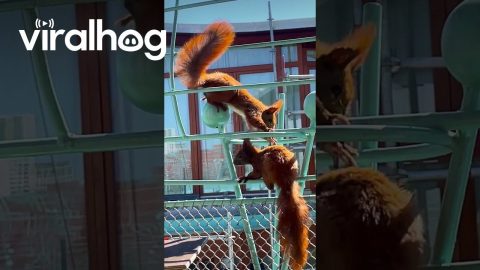Red Squirrels Play on Balcony || ViralHog