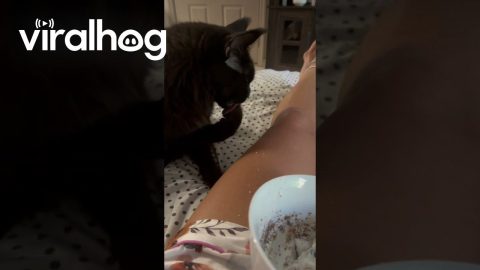 Maine Coon Cat Helping Himself to My Cottage Cheese || ViralHog