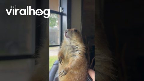 Loraine the Prairie Dog Loves Her Back Scratches || ViralHog