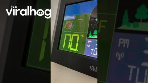 Temp Says NO and I Say NO || ViralHog