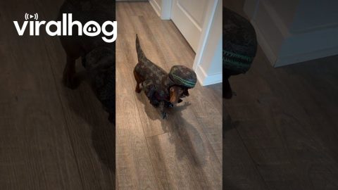 Roman the Dinosaur Dachshund || ViralHog