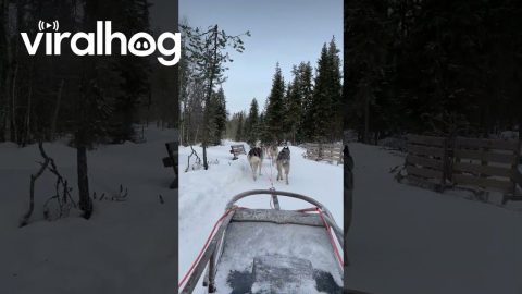 Lapland Husky Ride in -25°C Winter Wonderland || ViralHog