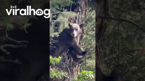 Bear Cubs Wait for Mom in Tree || ViralHog