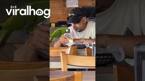 Man Shares Lunch With Macaw || ViralHog