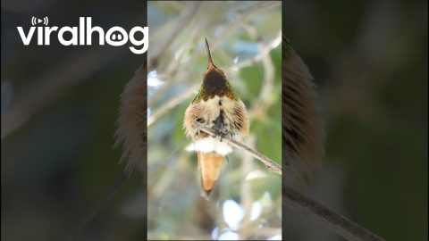 Hummingbird Stretching || ViralHog
