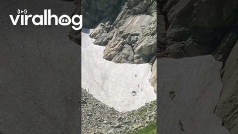 Chamois Play Freely In Mountainous Snow || ViralHog