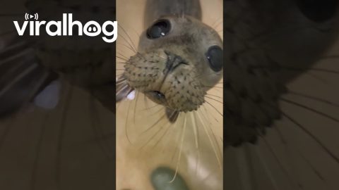 Adorable Harbor Seal Pup || ViralHog