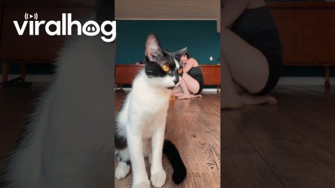 Spotlight Is on Estrela the Cat || ViralHog