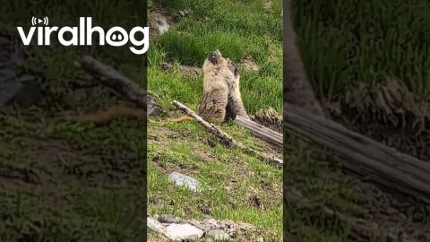 Wrestling Marmots on Mount Rainier || ViralHog