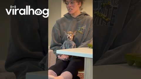 When the Party Was Supposed to Be Over Three Hours Ago || ViralHog