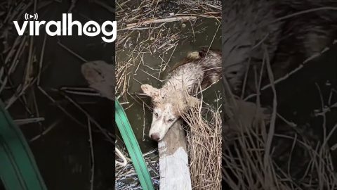Stray Husky Rescued From Septic Tank || ViralHog