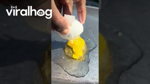Can You Cook an Egg on Top of a Car? || ViralHog