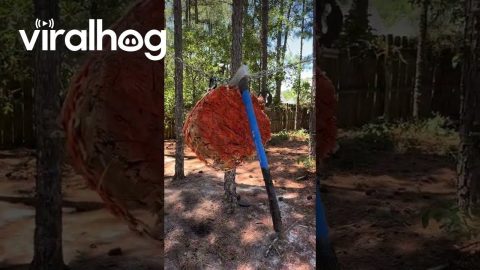 Impressive Long-Range Axe Throwing || ViralHog