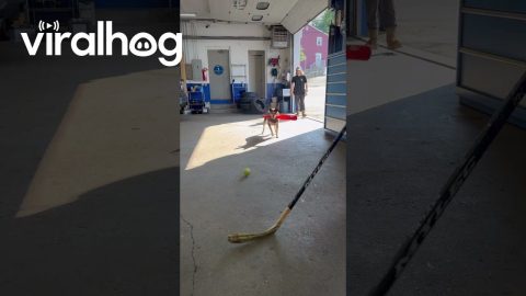 Pepper Hits a Home Run || ViralHog