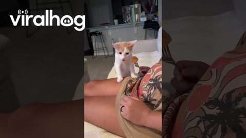 Kitten Tries Cantaloupe for the First Time || ViralHog