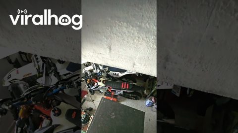 Trapdoor of Dreams || ViralHog