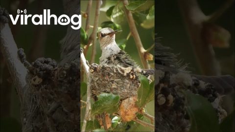 Anna's Hummingbird Nest || ViralHog