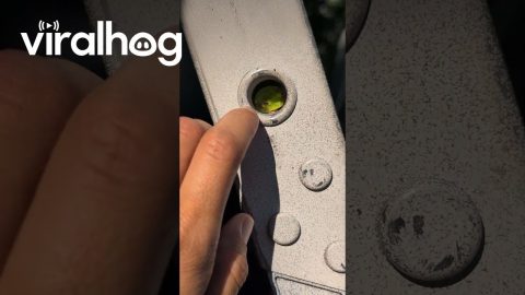 Boop Checks at the Industrial Frog Hotel || ViralHog
