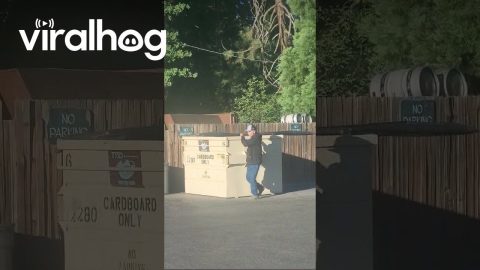 Dumpster Bear Goes Unnoticed || ViralHog