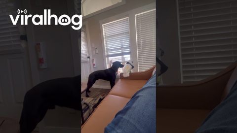 Dog and Cockatoo Are the Cutest Security Team || ViralHog