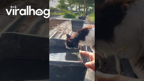 Birds freeze motionless to deceive the cat || ViralHog