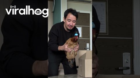 Can a Chicken Stabilize a Camera || ViralHog