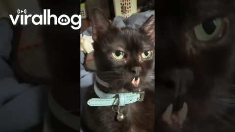 Dwarf Kitty With Toothy Underbite || ViralHog
