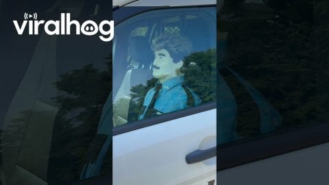Police Mannequin on Speed Patrol || ViralHog