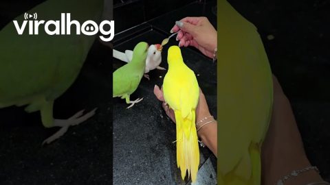 Feeding Baby Food to Parrots || ViralHog