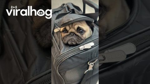 Travel-Sized Frankie || ViralHog
