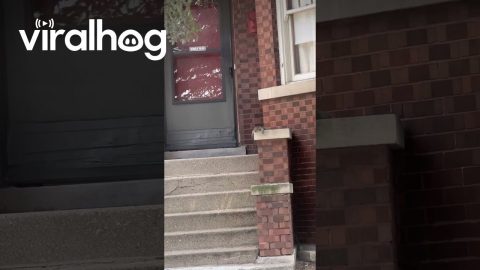 Squirrel Can't Deal With Chicago Heat || ViralHog