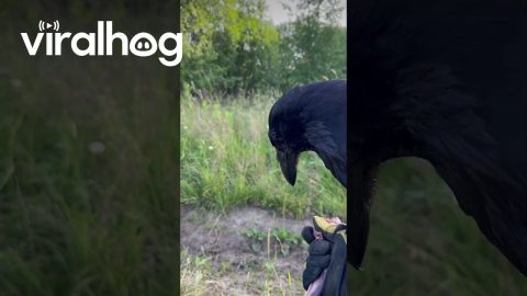 Raven Finds Cash for Owner || ViralHog