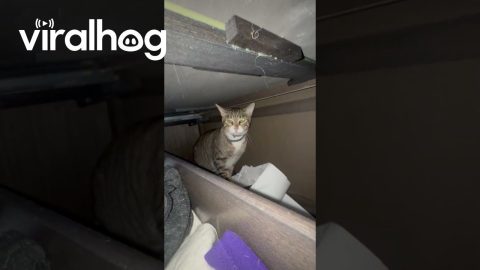 Cat Blocks Drawer Close With Unimpressed Stare || ViralHog