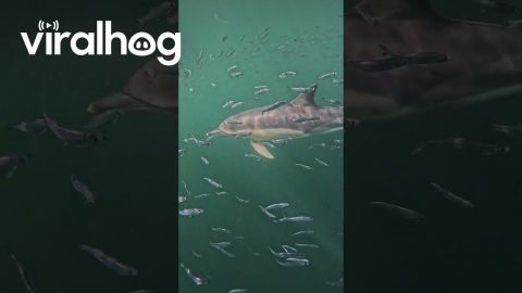Fin Whale Lunges For Mouthful Of Fish || ViralHog
