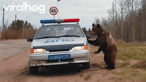 Unbelievable Police Blunders 🚓 | You Can’t Make This Up