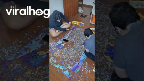 5000 puzzle pieces in 30 seconds || ViralHog