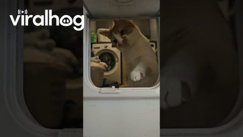 Silly Kitty Plays With Cat Door || ViralHog