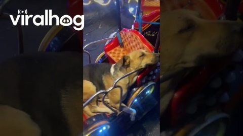 Dog Relaxes On Carnival Ride || ViralHog