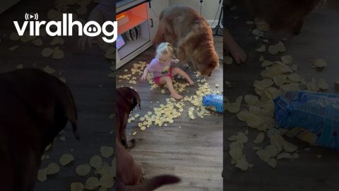 Toddler Makes a Mess Behind Mom's Back || ViralHog