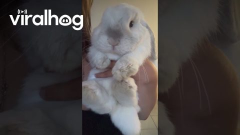 Teddie the Bunny || ViralHog
