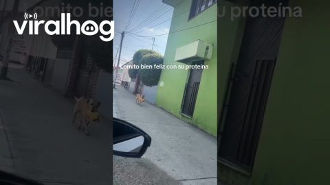 Dog Trots Past With Entire Chicken Dinner || ViralHog
