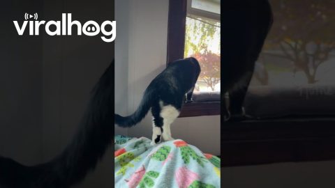My Cat Has a Cat on His Leg! || ViralHog