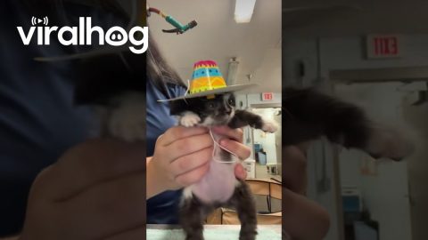 Curly Rocking the Sombrero || ViralHog