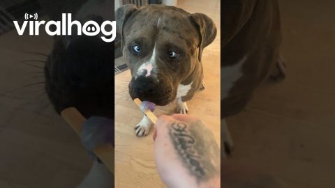Bully Dog Enjoys a Popsicle || ViralHog