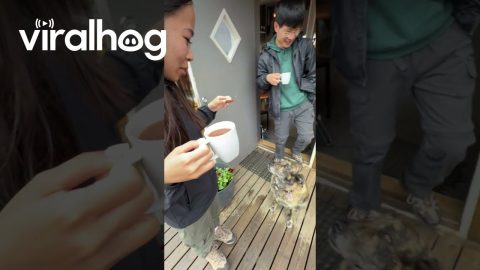 Dog Puts on Adorable Show to Beg for Icelandic Hot Spring Bread || ViralHog