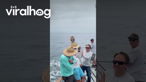 Barn Owl Rests on Sea-Goer's Straw Hat || ViralHog