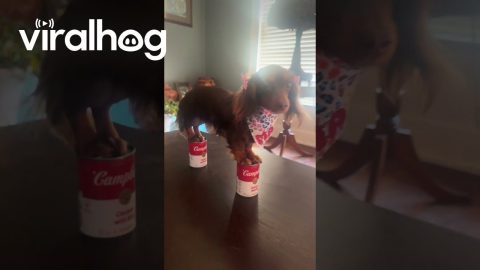 Dachshund Nicki Minaj Stiletto Challenge || ViralHog