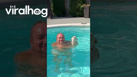 Little Dog Paddles While Held in Pool || ViralHog