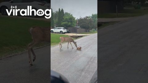 Fawn Takes First Steps in the Rain || ViralHog