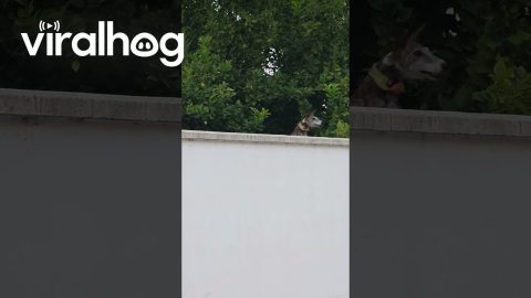 Sighthounds Spring Up To See Over Wall || ViralHog